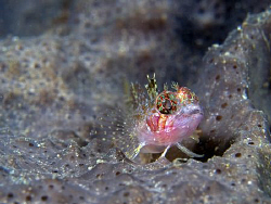 Triplefin, Bare Island by Doug Anderson 